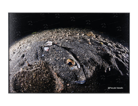 Mimicry - Fine Art photographic print, Bagnoli, 2014