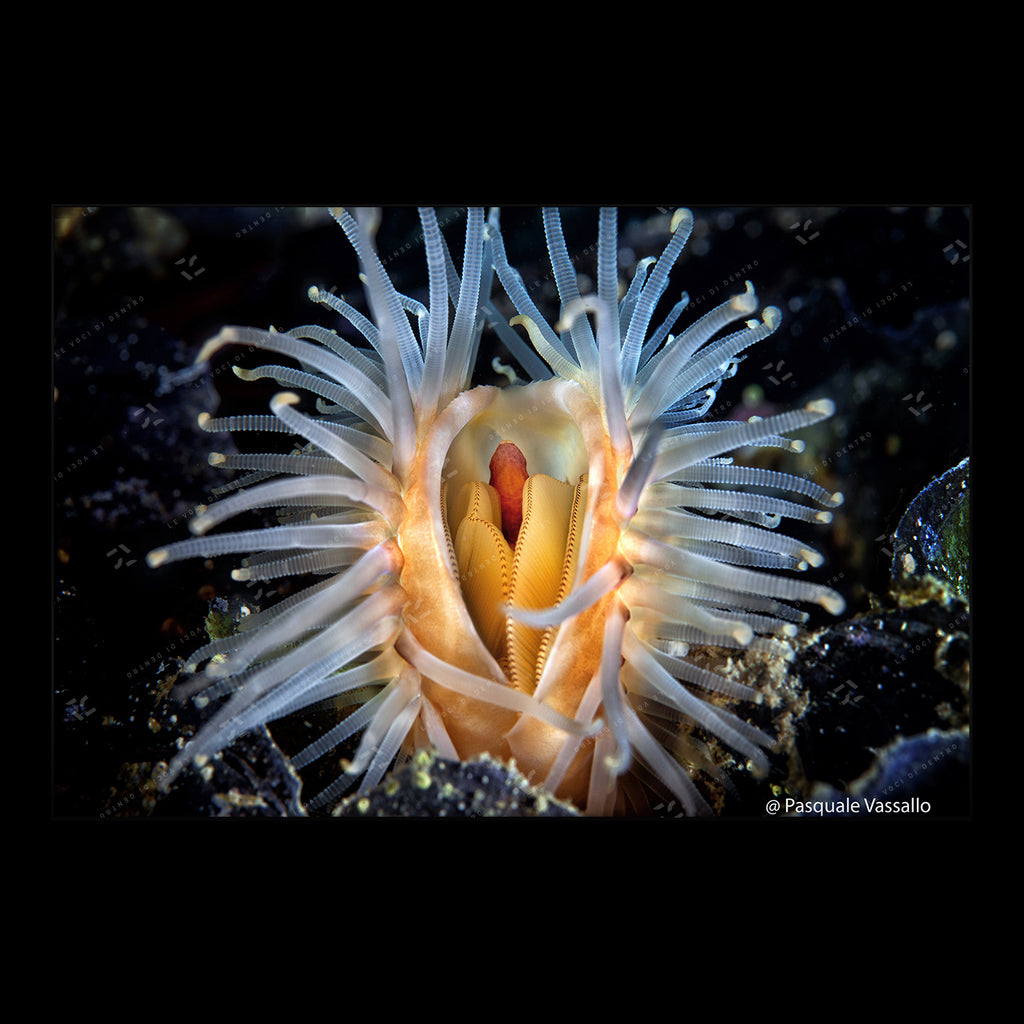 Submerged intimacy - Fine Art photographic print, Laguna di Miseno, 2014