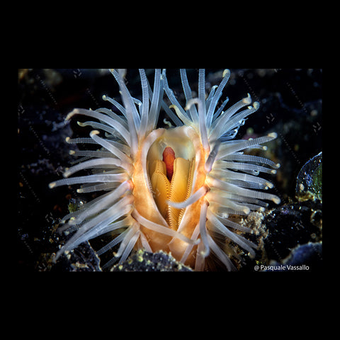 Intimità sommerse - stampa fotografica in Fine Art, Laguna di Miseno, 2014