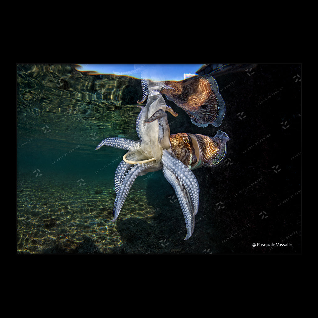 Unsafe sex - Fine Art photographic print, Miseno Lagoon